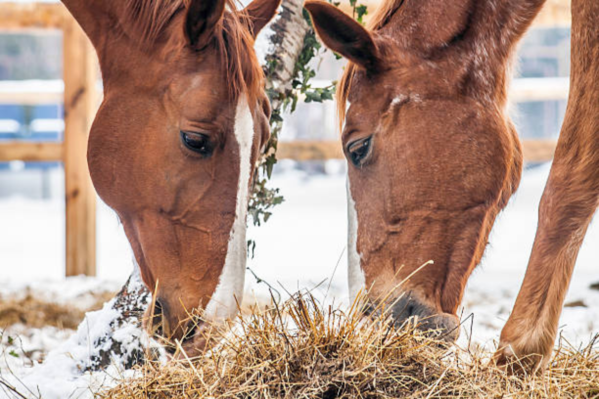 Pourquoi les contacts sociaux sont vitaux pour votre cheval ?