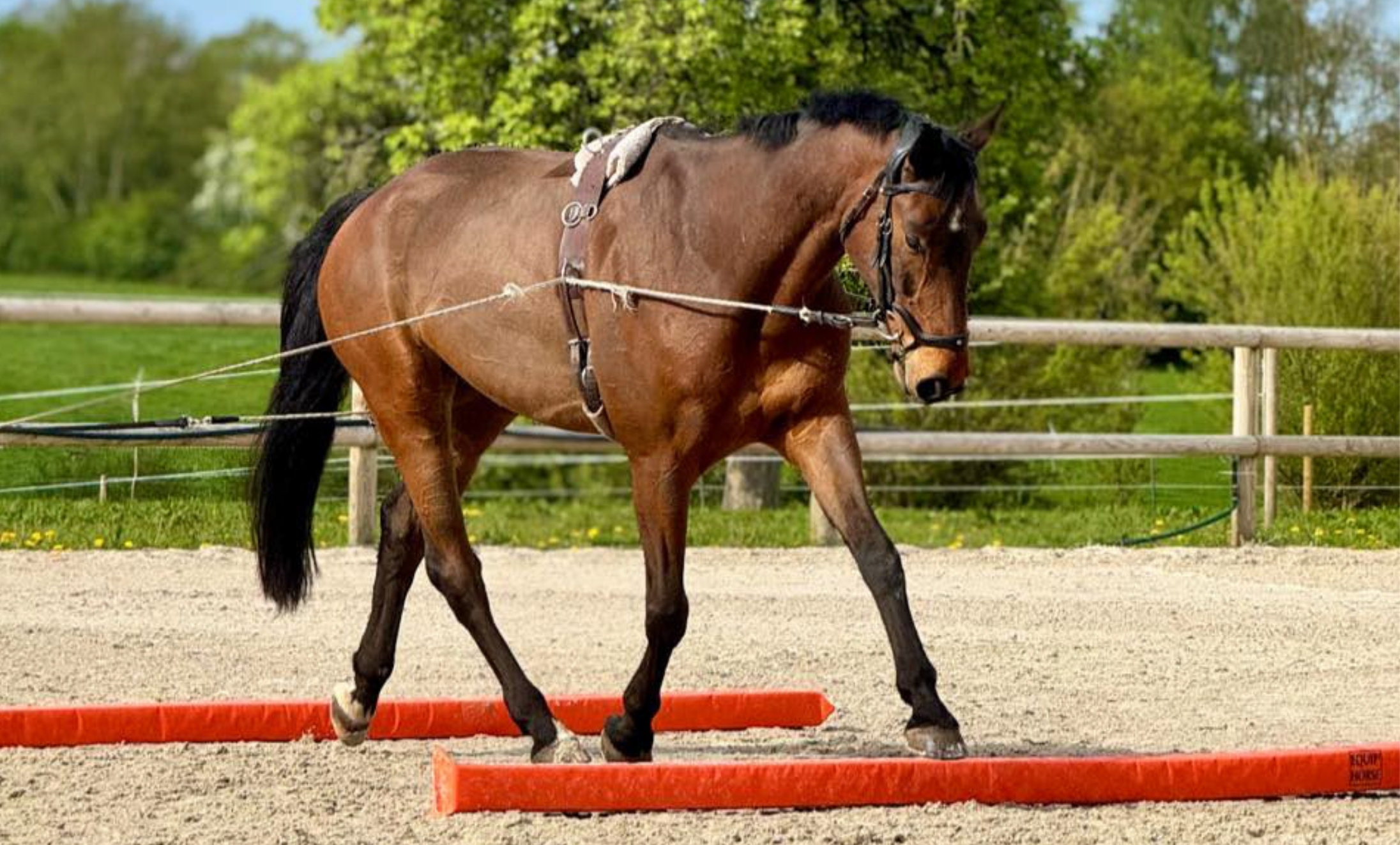 ecurie-zoadri-pension-box-terrasse-paddock-cheval-sportif-coaching-personnalise-zoe-aernout-adrien-scheidecker
