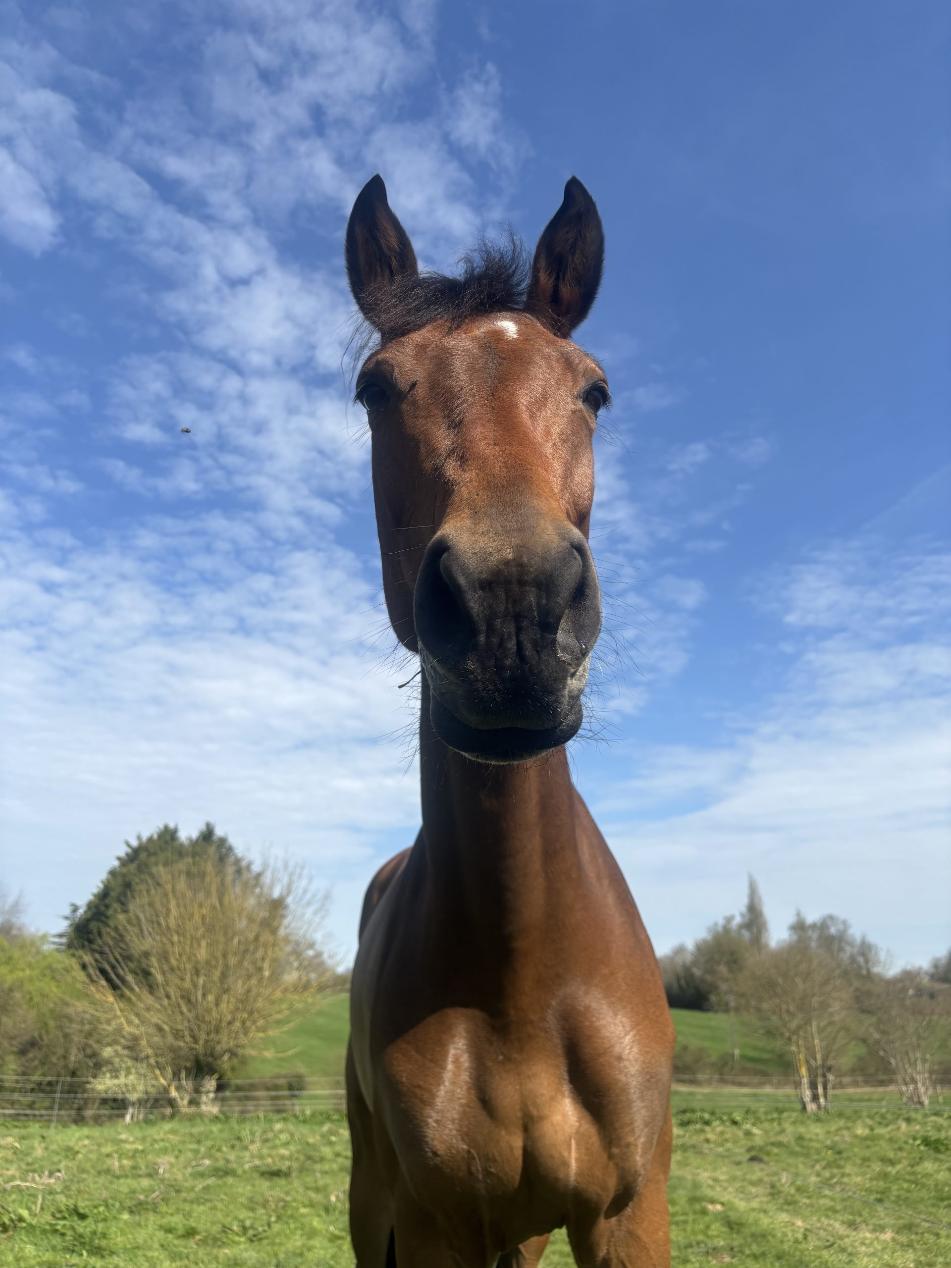 ecurie-zoadri-drubec-carriere-sable-fibre-fontainebleau-piste-equestre-cheval-de-saut