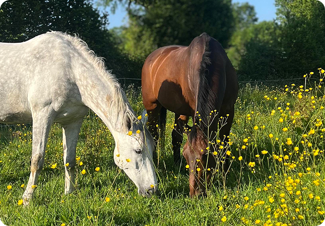 ecurie-zoadri-drubec-chevaux-au-pre-et-au-box-sorties-quotidiennes-bien-etre-mental