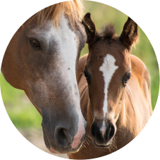 ecurie-zoadri-pension-chevaux-bien-etre-et-soins-ecurie-zoadri-equitation-loisir-et-professionnelle-ecurie-zoadri-centre-equestre-pension-equine
