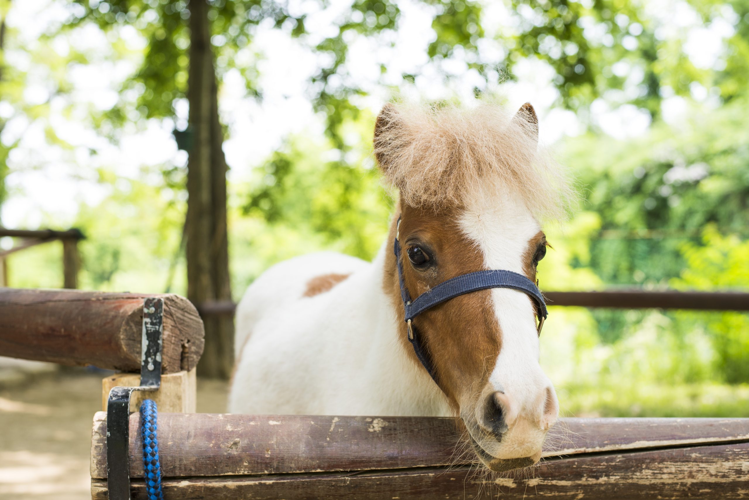 poulains-chevaux-de-sport-cso-eleves-a-l-ecurie-zoadri-a-drubec-en-normandie-elevage-haut-de-gamme-de-chevaux-de-sport-cso-en-normandie-poulains-issus-de-lignees-maternelles-reconnues-en-saut-d-obstacles-elevage-professionnel-de-chevaux-de-sport-destines-au-haut-niveau-poulains-de-sport-avec-origines-performance-et-genetique-selectionnee